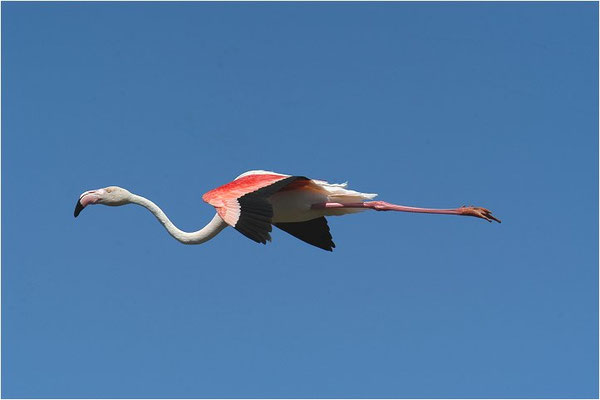 ROSAFLAMINGO, FLAMINGO, PHOENICOPTERUS ROSEUS