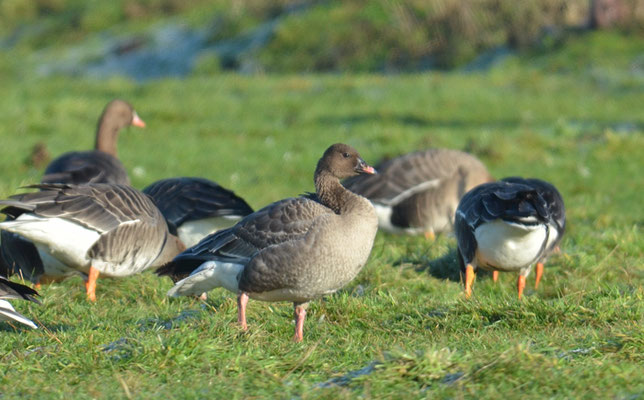 KURZSCHNABELGANS, PINK-FOOTED GOOSE, ANSER BRACHYRHYNCHUS