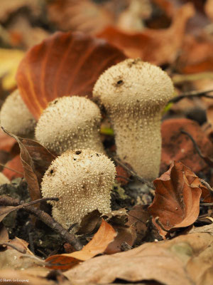 Flaschen-Stäubling - Lycoperdon perlatum