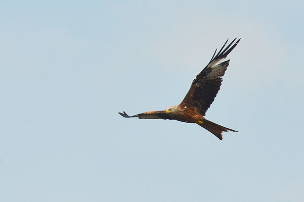 ROTMILAN, RED KITE, MILVUS MILVUS