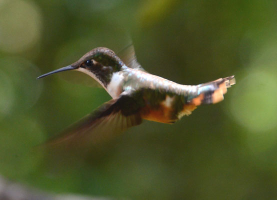 VIOLETTKEHL-STERNKOLIBRI, MAGENTA-THROATED WOODSTAR, CALLIPHLOX BRYANTAE