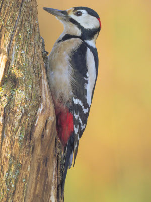 BUNTSPECHT, GREAT SPOTTED WOODPECKER, DENDROCOPOS MAJOR