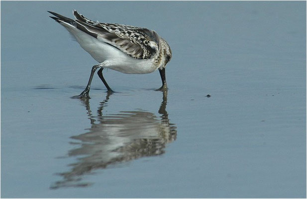 SANDERLING, SANDERLING, CALIDRIS ALBA