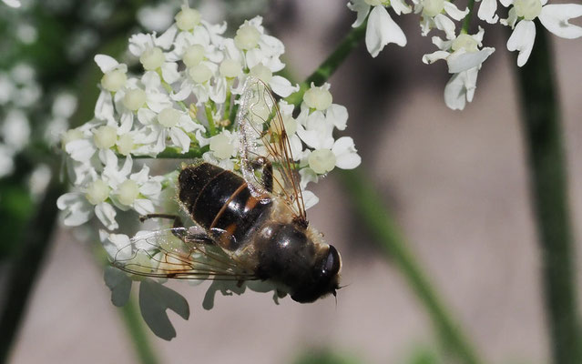 GLÄNZENDE KEILFLECKSCHWEBFLIEGE, ERISTALIS RUPIUM