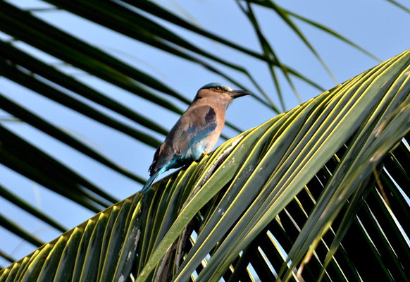 HINDURACKE, INDIAN ROLLER, CORACIAS BENGHALENSIS