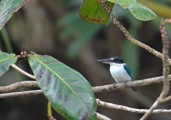 HALSBANDLIEST, COLLARED KINGFISHER, HALYCON CHLORIS