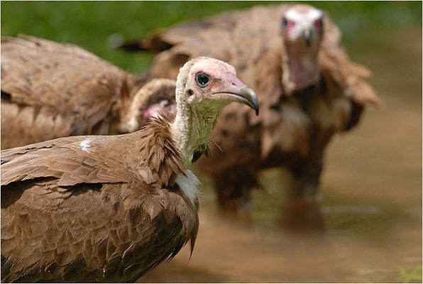 KAPPENGEIER, HOODED VULTURE, NECROSYRTES MONACHUS 