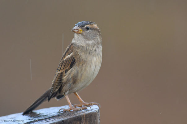 HAUSSPERLING, HOUSE SPARROW, PASSER DOMESTICUS
