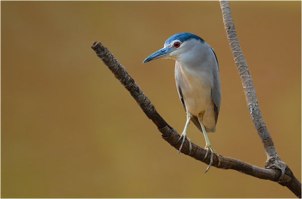NACHTREIHER, BLACK-CROWNED NIGHT-HERON, NYCTICORAX NYCTICORAX