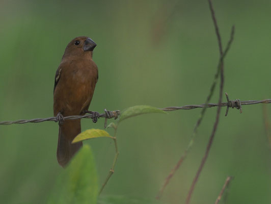 DICKSCHNABEL-REISKNACKER, THICK-BILLED SEED-FINCH, ORYZOBORUS FUNEREUS