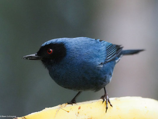 MASKENHAKENSCHNABEL, MASKED FLOWERPIERCER - DIGLOSSA CYANEA
