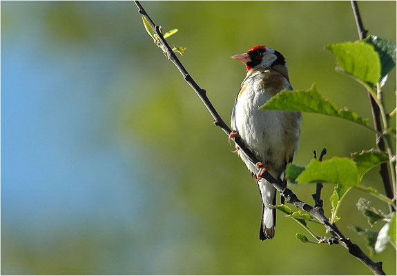 STIEGLITZ, GOLDFINCH, CARDUELIS CARDUELIS
