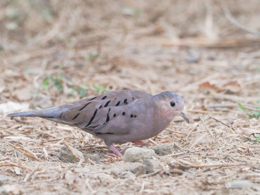 Blasstäubchen, Ecuadorian Ground-Dove - Columbina buckleyi
