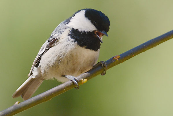TANNENMEISE, COAL TIT, PERIPARUS ATER