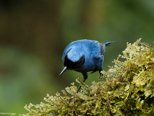 MASKENHAKENSCHNABEL, MASKED FLOWERPIERCER - DIGLOSSA CYANEA