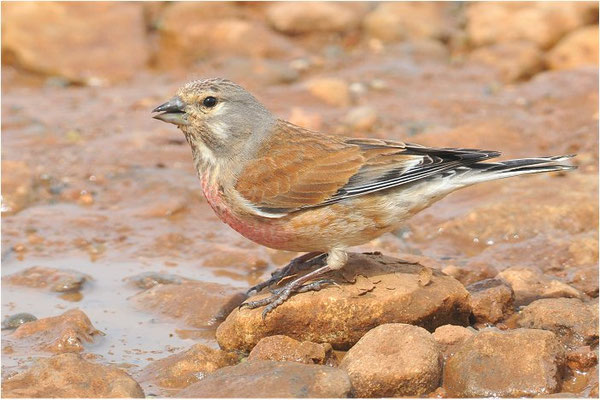 HÄNFLING, LINNET, CARDUELIS CANNABINA
