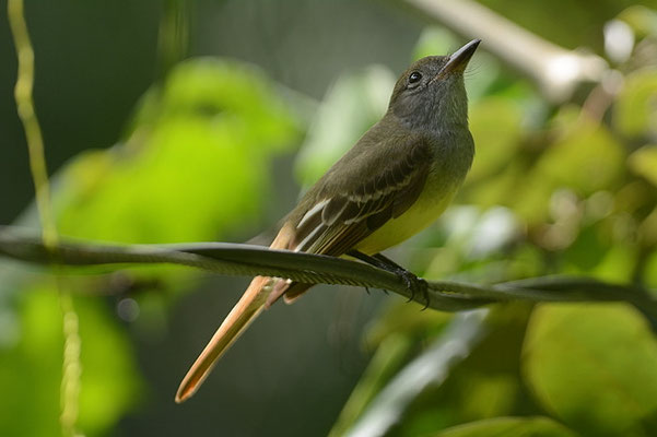 SCHNÄPPERTYRANN, GREAT CRESTED FLYCATCHER, MYIARCHUS CRINITUS