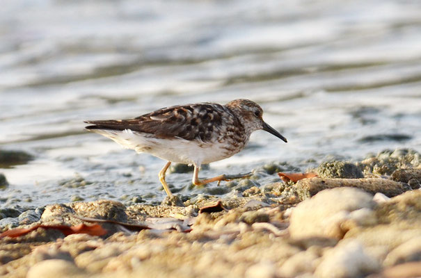 WIESENSTRANDLÄUFER, LEAST SANDPIPER, CALIDRIS MINUTILLA