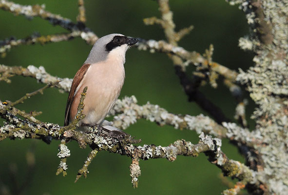 NEUNTÖTER, RED-BACKED SHRIKE, LANIUS COLLURIO