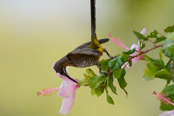KAPHONIGFRESSER, CAPE SUGARBIRD, PROMEROPS CAFER