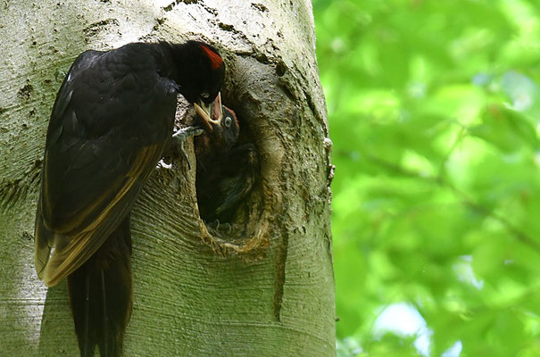 SCHWARZSPECHT,  BLACK WOODPECKER, DRYOCOPUS MARTIUS