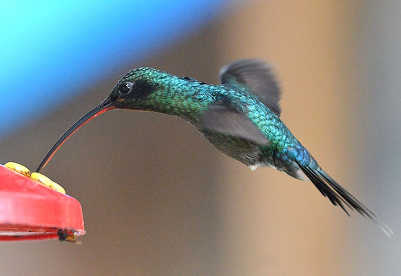 GRÜNER SCHATTENKOLIBRI, GREEN HERMIT, PHAETORNIS GUY