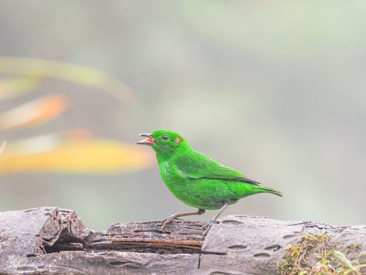 Rotohr-Bunttangare, Glistening-green tanager - Chlorochrysa phoenicotis