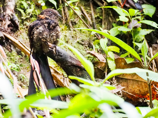LEIERSCHWANZ-NACHTSCHWALBE, LYRE-TAILED NIGHTJAR - UROPSALIS LYRA