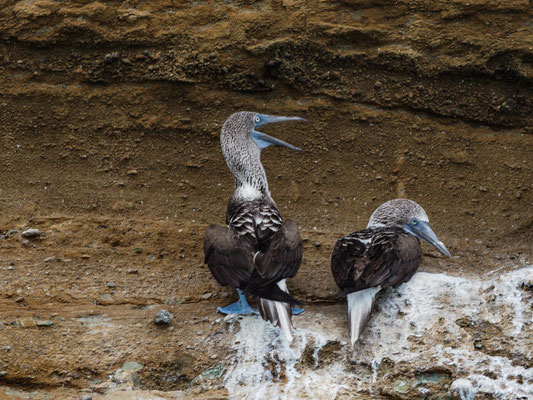 BLAUFUSSTÖLPEL, BLUE-FOOTED BOOBY - SULA NEBOUXII