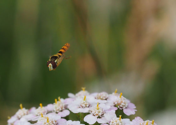 STIFTSCHWEBFLIEGE, SPHAEROPHORIA SCRIPTA