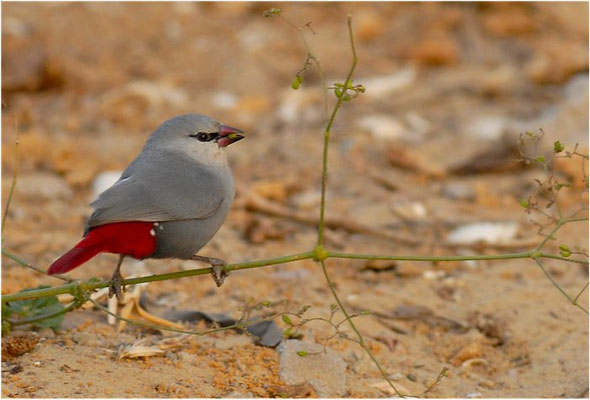 SCHÖNBÜRZELCHEN, LAVENDER WAXBILL, ESTRILDA CAERULESCENS