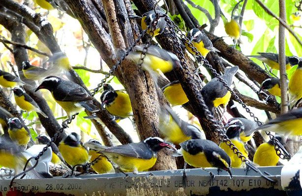 ZUCKERVOGEL, BANANAQUIT, COEREBA FLAVEOLA