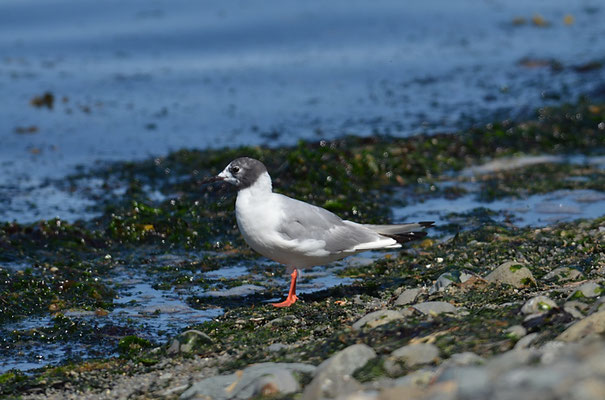BONAPARTEMÖWE, BONAPARTE´S GULL, LARUS PHILADELPHIA
