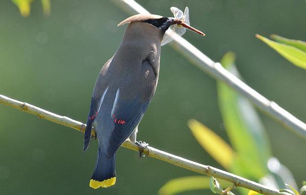 Zedernseidenschwanz - Cedar Waxwing (Bombycilla cedrorum