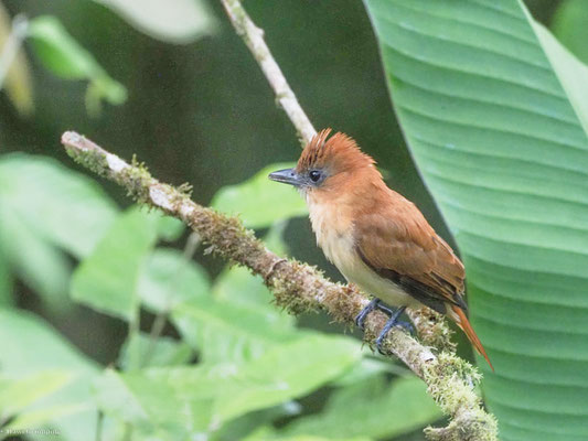 Zimtbekarde, Cinnamon Becard - Pachyramphus cinnamomeus