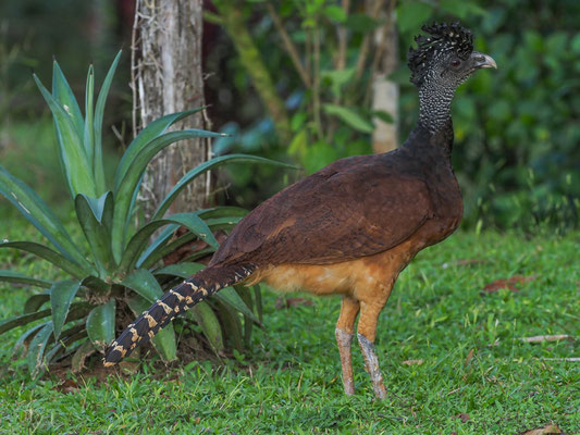 TUBERKEL-HOKKO, GREAT CURASSOW, CRAX RUBRA