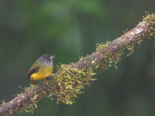 SCHMUCKTYRANN, ORNATE FLYCATCHER - MYIOTRICCUS ORNATUS