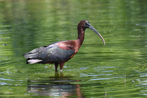 BRAUNER SICHLER, GLOSSY IBIS, PLEGADIS FALCINELLUS
