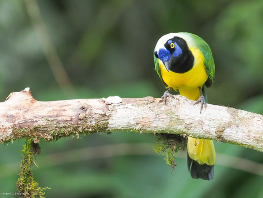 Grünhäher, Green jay - Cyanocorax yncas
