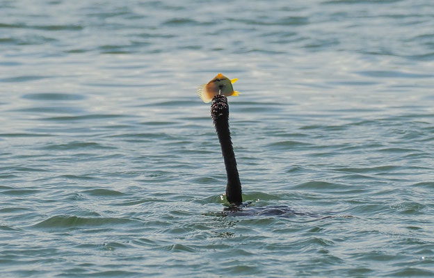 OLIVENSCHARBE, NEOTROPIC CORMORANT, PHALACROCORAX BRASILIANUS