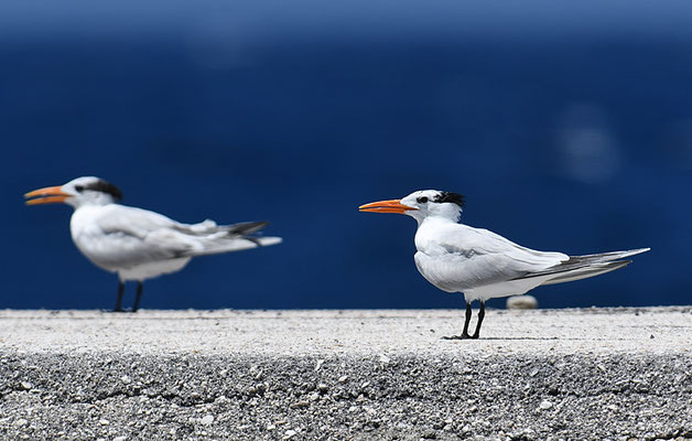 KÖNIGSSEESCHWALBE, ROYAL TERN, THALASSEUS MAXIMA