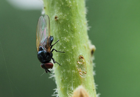 GELBFLÜGEL-ERZSCHWEBFLIEGE, CHEILOSIA IMPRESSA