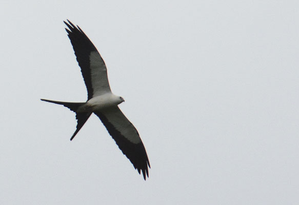 SCHWALBENWEIH, SWALLO-TAILED KITE, ELANOIDES FORFICATUS