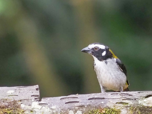 Schwarzschwingensaltator, Black-winged Saltator - Saltator atripennis