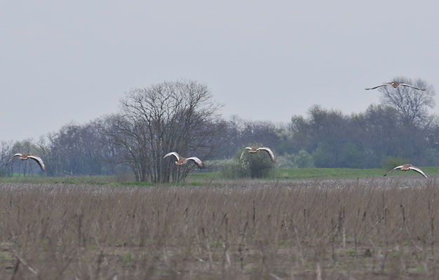 GROSSTRAPPE, GREAT BUSTARD, OTIS TARDA