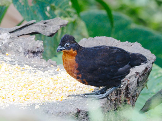 Schwarzrückenwachtel (Schwarzrücken-Waldwachtel), Dark-backed Wood-Quail - Odontophorus melanonotus