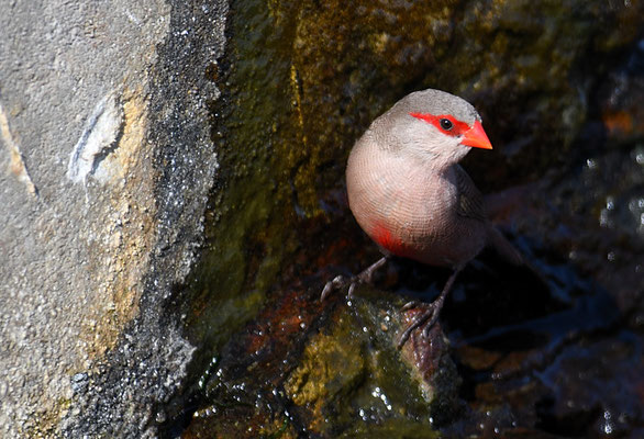 WELLENASTRILD, COMMON WAXBILL, ESTRILDA ASTRILD
