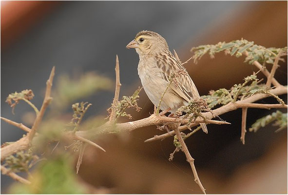 ORYXWEBER, NORTHERN RED BISHOP, EUPLECTES FRANCISCANUS