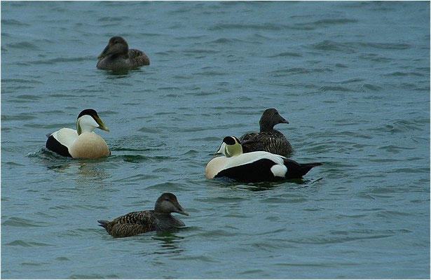 EIDERENTE, EIDER, SOMATERI MOLLISSIMA