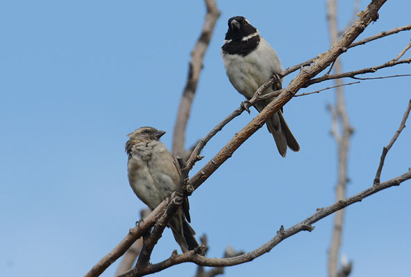 KAPSPERLING, CAPE SPARROW, PASSER MELANURUS